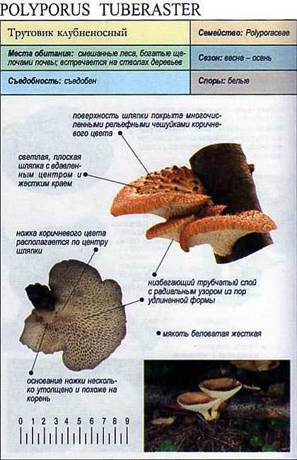 Гриб трутовик описание. Трутовик гриб клубненосный. Гриб трутовик чешуйчатый съедобный. Трутовик чешуйчатый пестрец. Трутовик чешуйчатый строение.