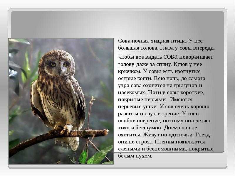 Сова: описание, виды, где живет, чем питается, образ жизни | планета животных