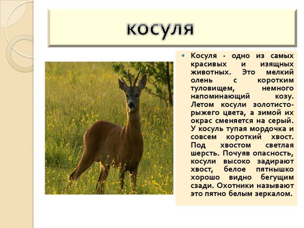Косуля животное. особенности и образ жизни косули