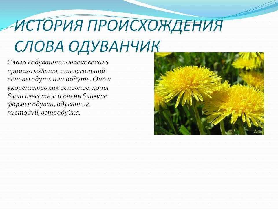 Одуванчик лекарственный — ртищевская энциклопедия