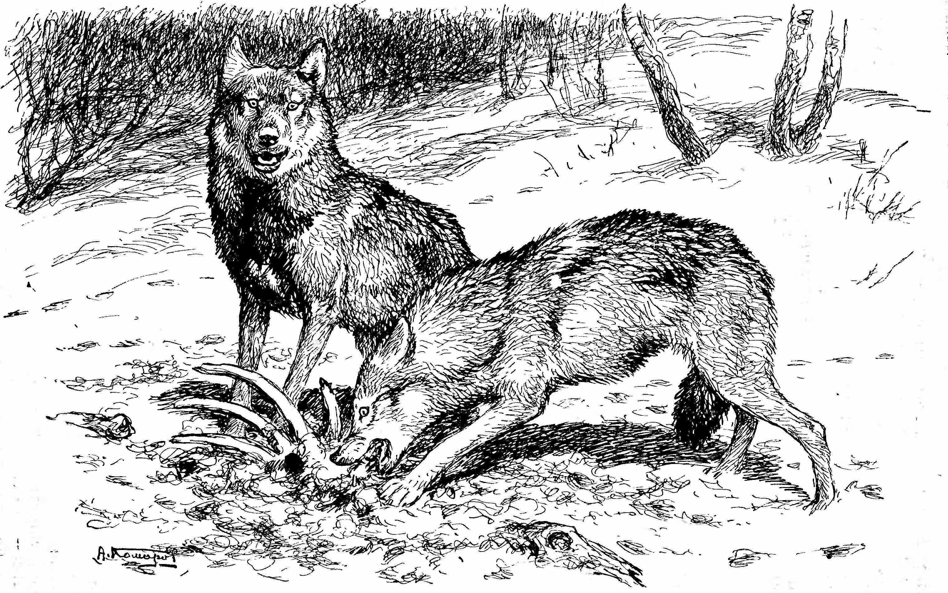 Краткое содержание виннипегский волк сетона-томпсона точный пересказ сюжета за 5 минут