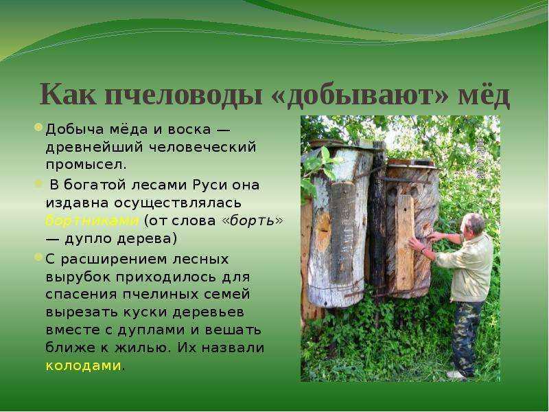 Разведение пчел: пчеловодство для начинающих от а до я, с чего начать новичку и какой улей выбрать