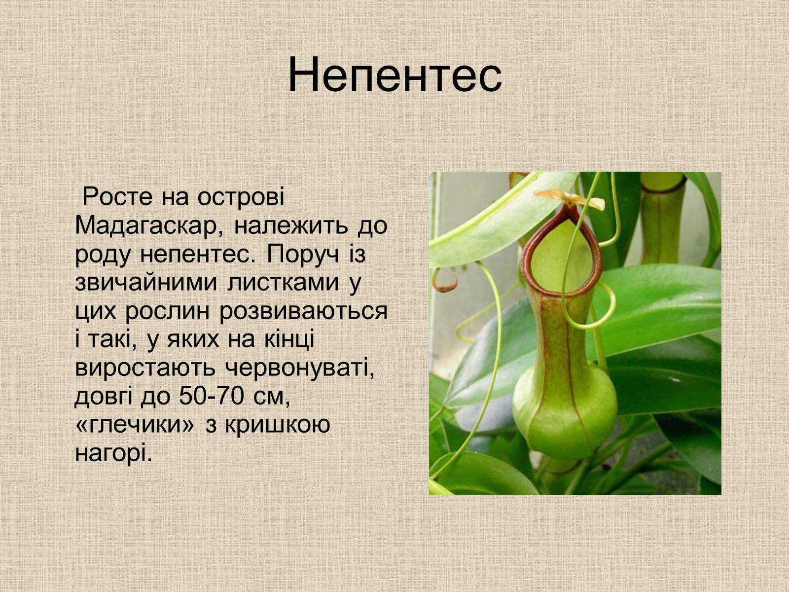 Хищные растения - список, виды, названия, описание и фото — природа мира