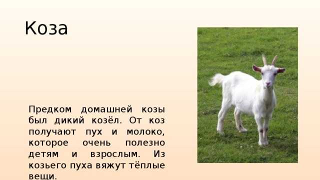 Мои байки про коз и козлов - прядение. - страна мам