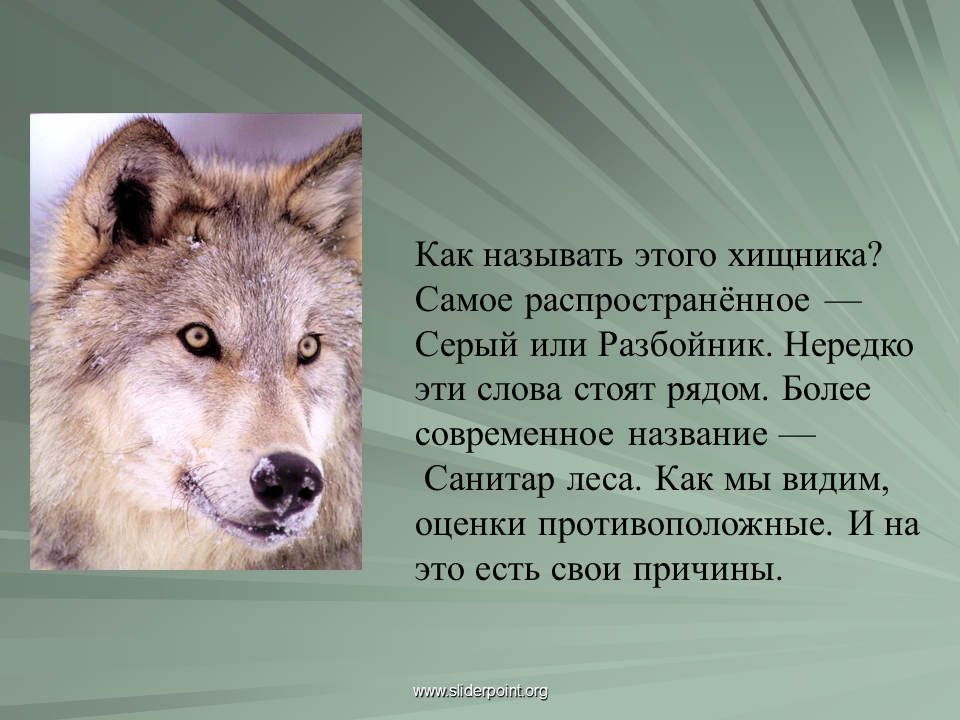 На каком восточном материке обитает серый волк. Сообщение о волке. Описание волка. Описать волка. Небольшой доклад про волка.