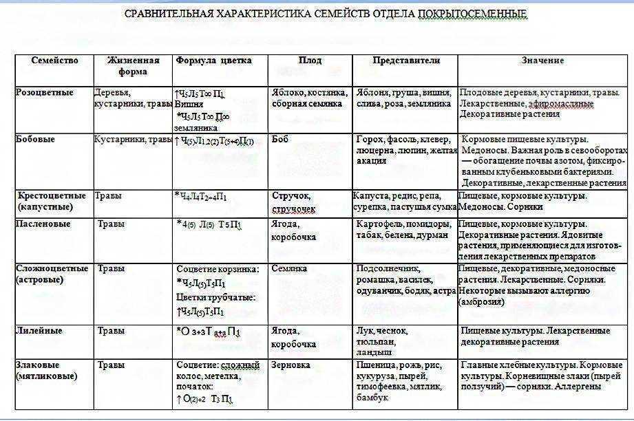 Какие растения относятся к бобовым