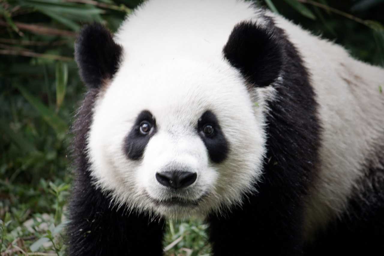 Большая панда – горный медведь тибета. описание и фото большой панды