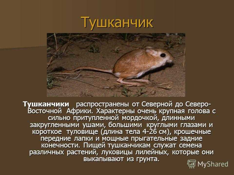 Сообщение о тушканчике — описание, среда обитания и виды грызунов