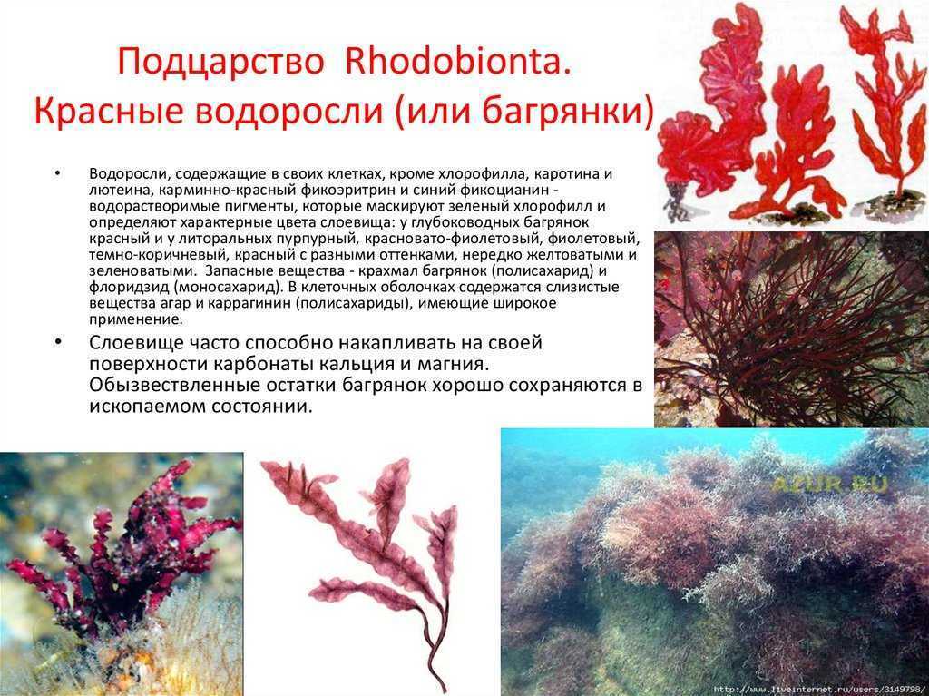 Красные водоросли: происхождение названия и представители, количество видов и размножение дома, использование - kotiko.ru