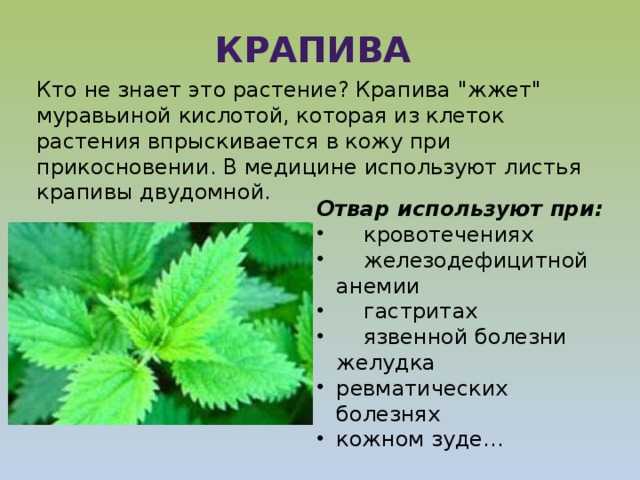 Интересные факты о крапиве