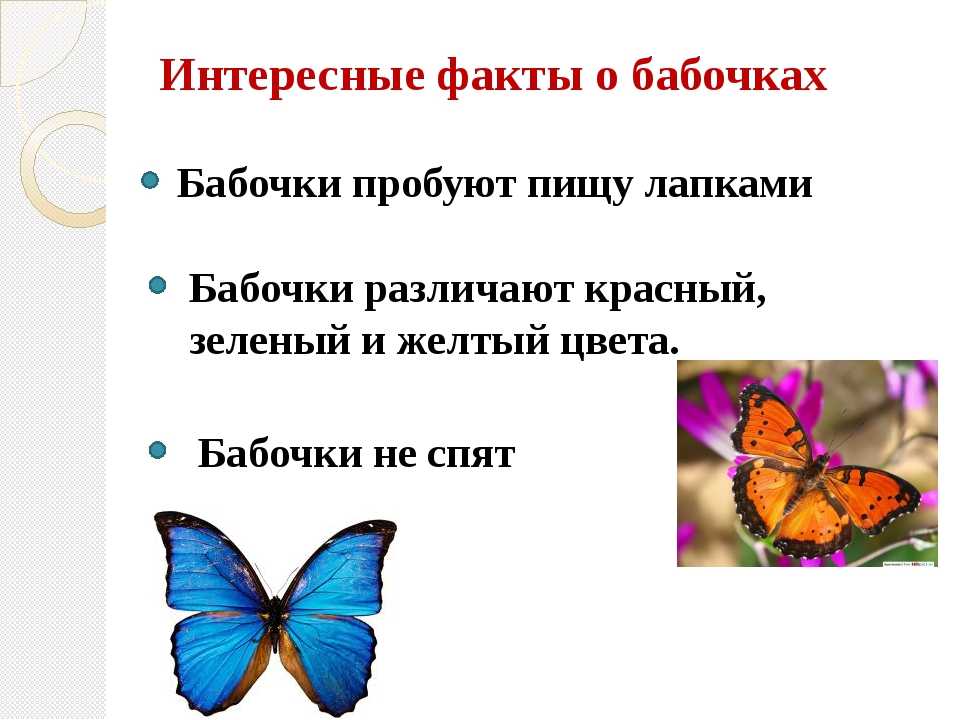 Бабочка какой вопрос. Интересные факты о бабочках. Интересеные факт ыо баочках. Интересные факты о бабочках для детей. Интересный рассказ о бабочках.