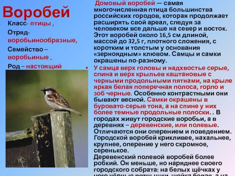 Рассказ про воробья, 1-2 класс