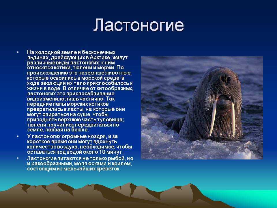 Интересные особенности тюленей