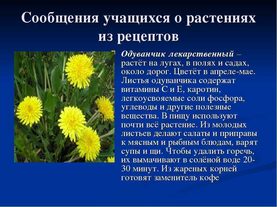 Рассказ про одуванчик, 2 класс. окружающий мир