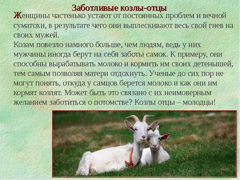 Коза животное. образ жизни, среда обитания и уход за козой