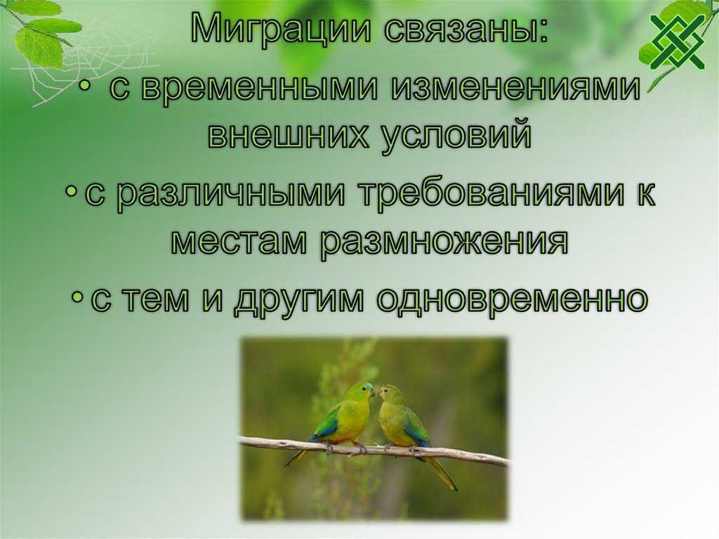По зову инстинкта. самые впечатляющие миграции животных | географ и глобус | дзен