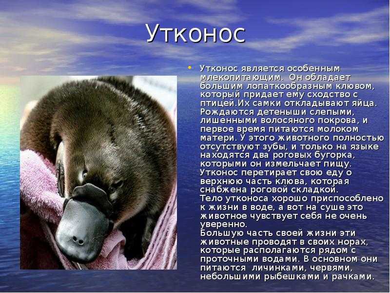 Утконос. описание животного и краткая характеристика | все о животных