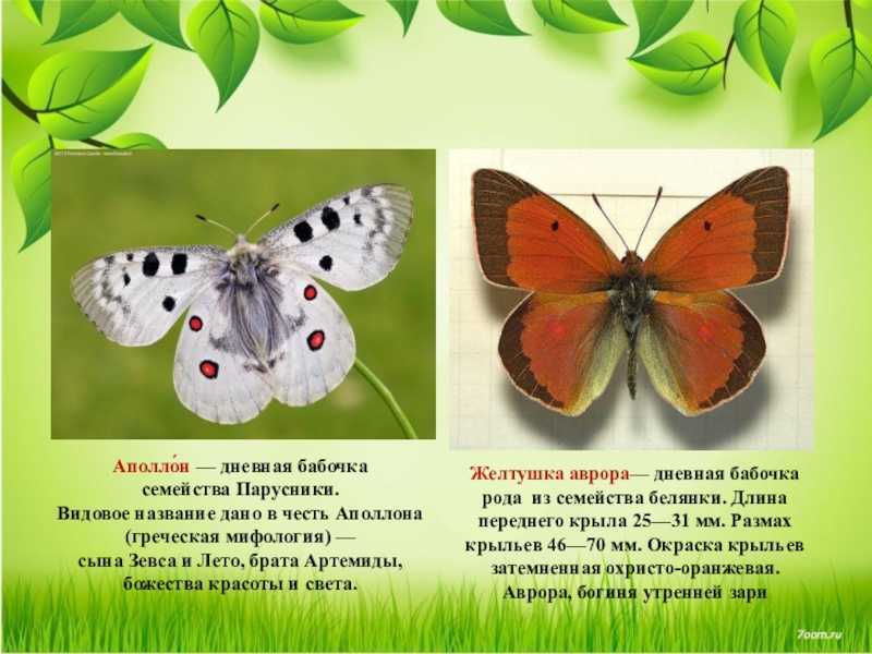 Бабочки: фото и описание