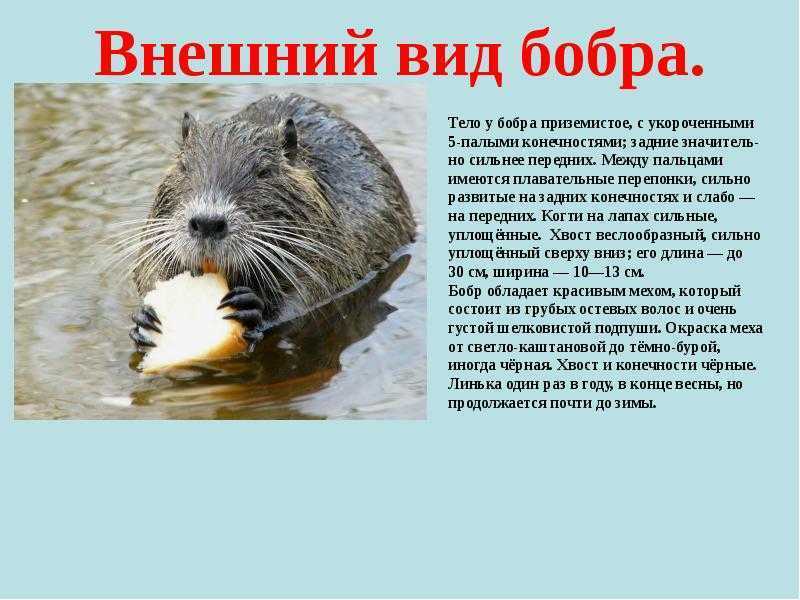 Бобр животное. описание, особенности, образ жизни и среда обитания бобра