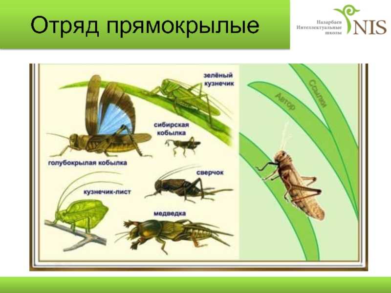 Значение прямокрылых в жизни человека. значение насекомых в природе и жизни человека