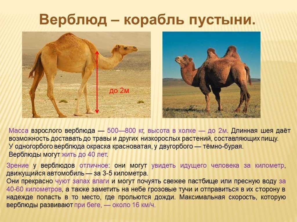 Верблюдоводство — интересный и достаточно перспективный вид сельскохозяйственного бизнеса для южных регионов россии. | cельхозпортал