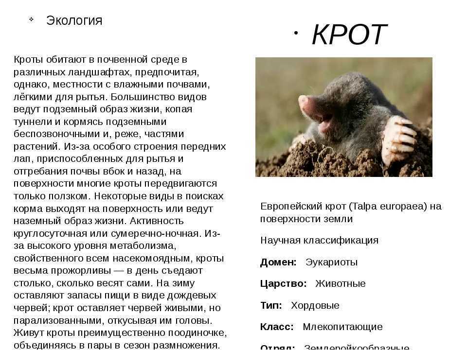 Крот животное. образ жизни и среда обитания крота