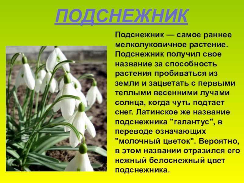 Подснежник цветок. описание, особенности, виды и защита подснежников
