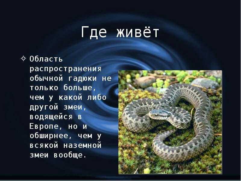 Гадюка змея. образ жизни и среда обитания гадюки | животный мир