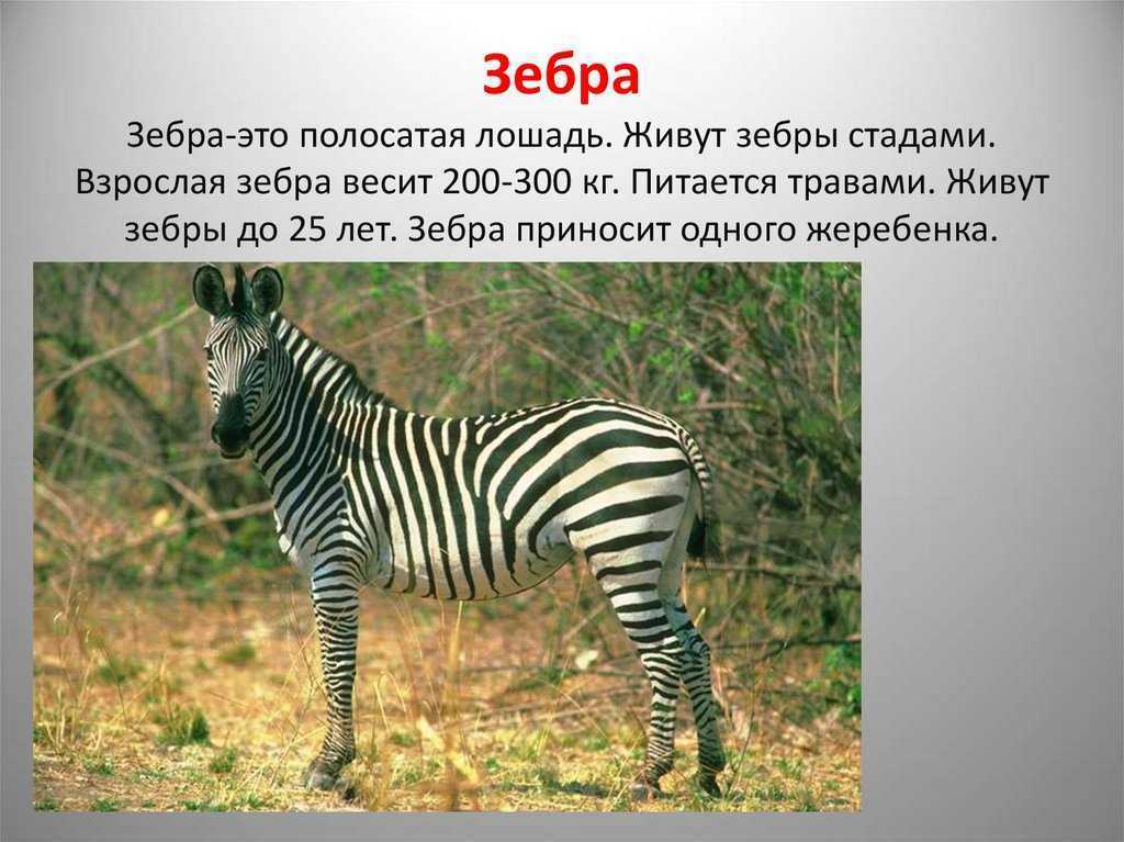 Зебра описание животного