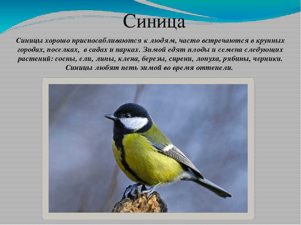 Все о синице: как выглядит самец и самка птицы, рацион питания, интересные факты