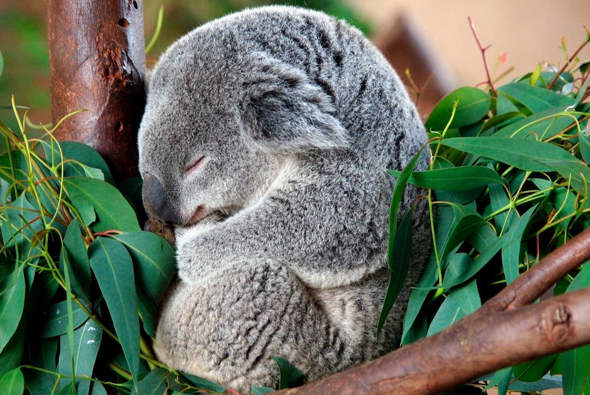 Животные Австралии коала. Коала Эстетика. Мишка коала. Коала эндемик.