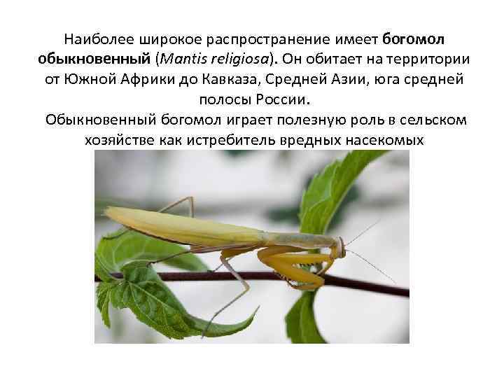 Богомол насекомое. образ жизни и среда обитания богомола