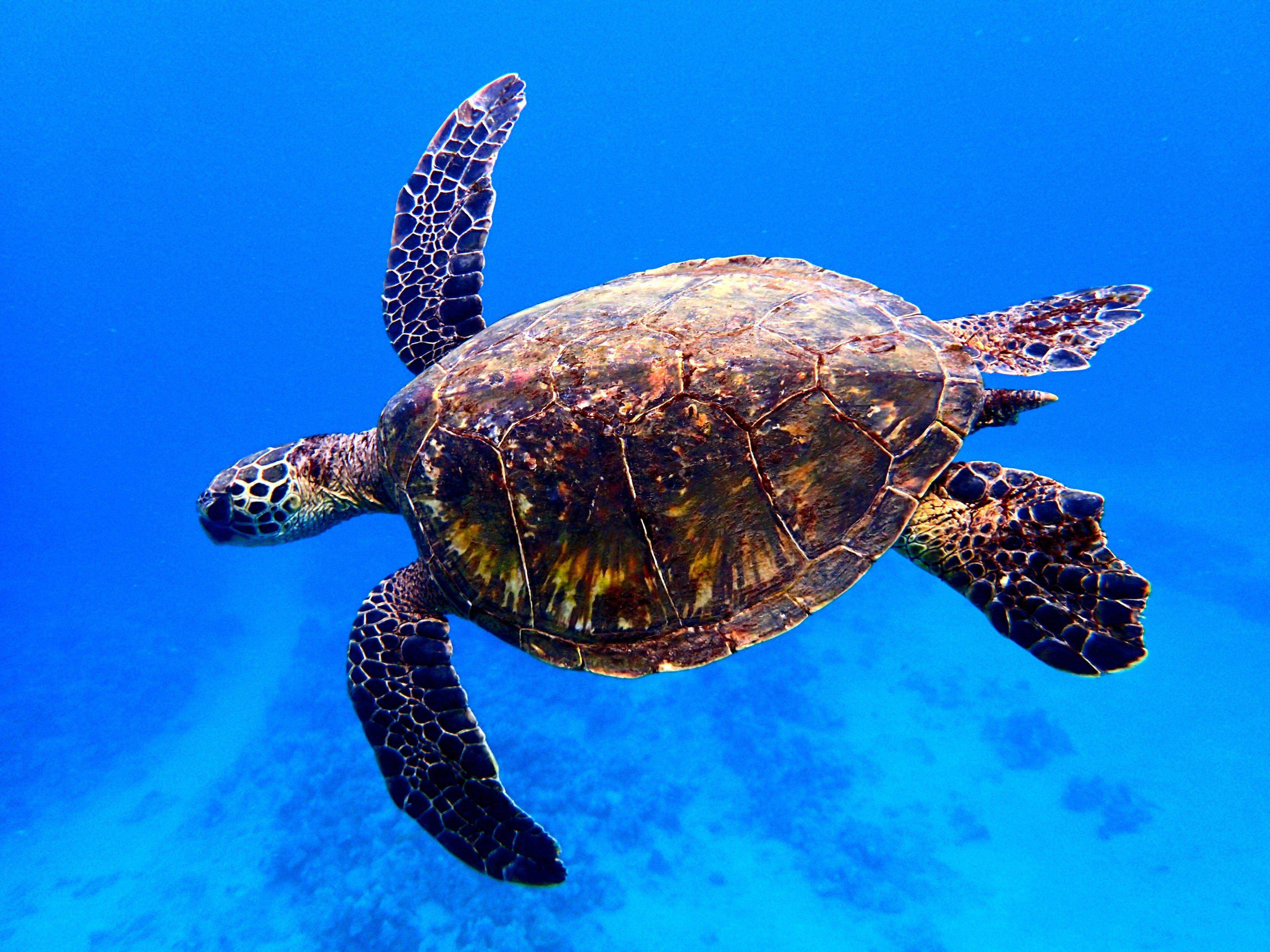 Turtle rise. Черепаха Каретта-Каретта. Морская черепаха бисса. Бисса Каретта. Морская черепаха бисса настоящая Каретта.