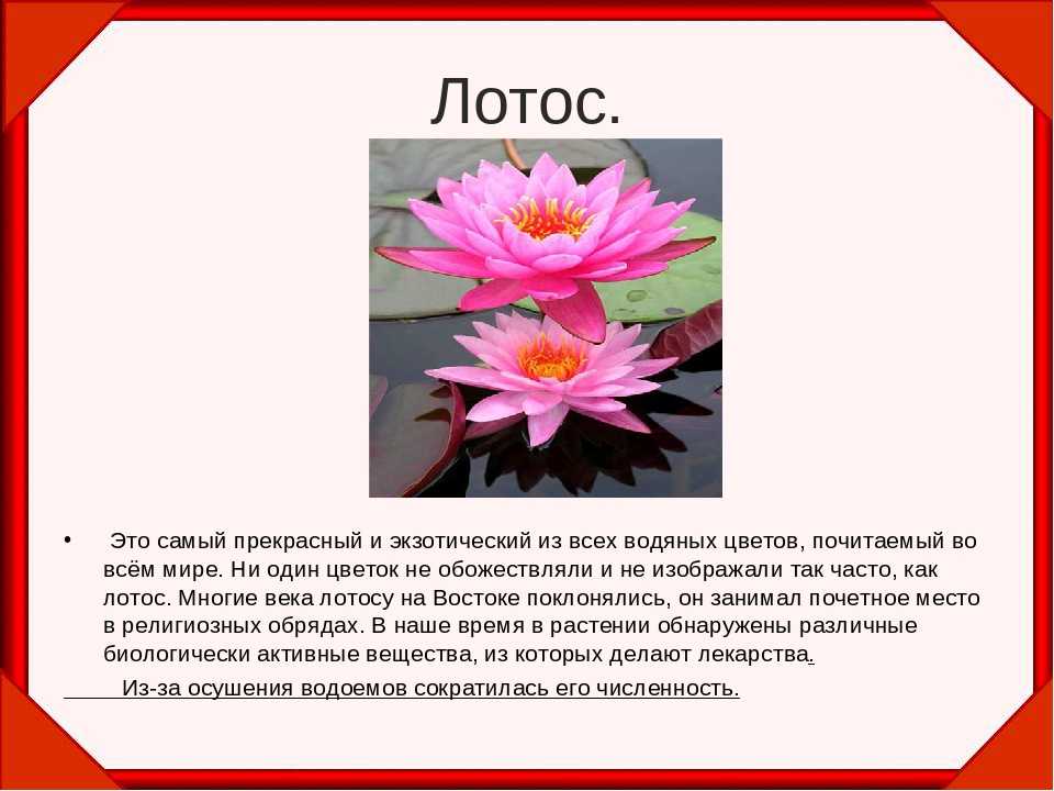План рассказа о растении из красной книги 2 класс окружающий мир