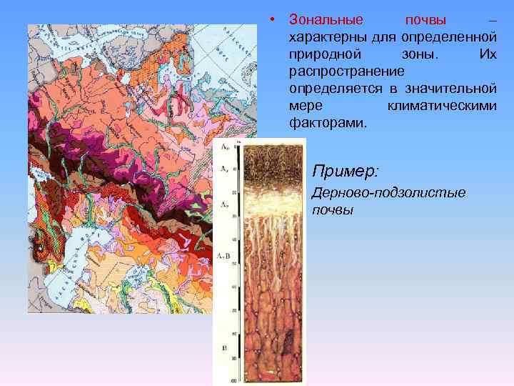 Какие типы почв характерны для смешанных лесов