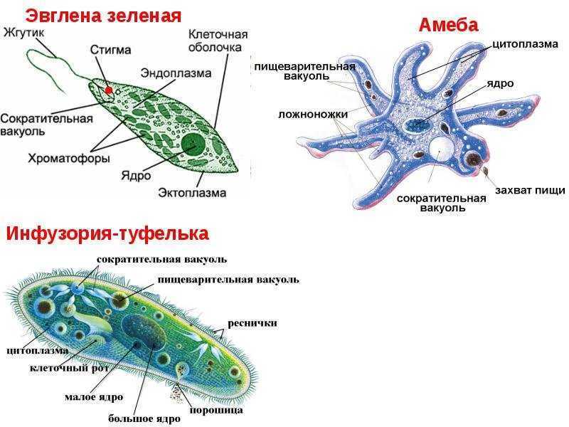 Картинка одноклеточные организмы