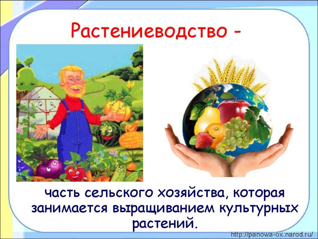 Растениеводство в нашем крае