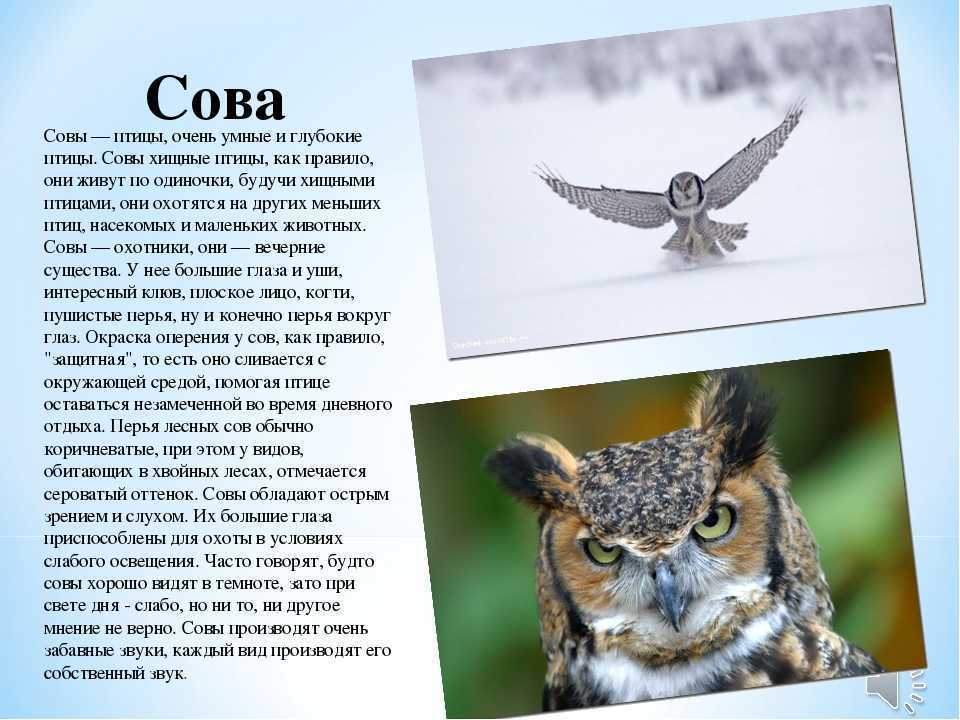 Сова рассказ 2 класс. Описание Совы. Рассказ про сову. Сова птица описание. Информация о сове.