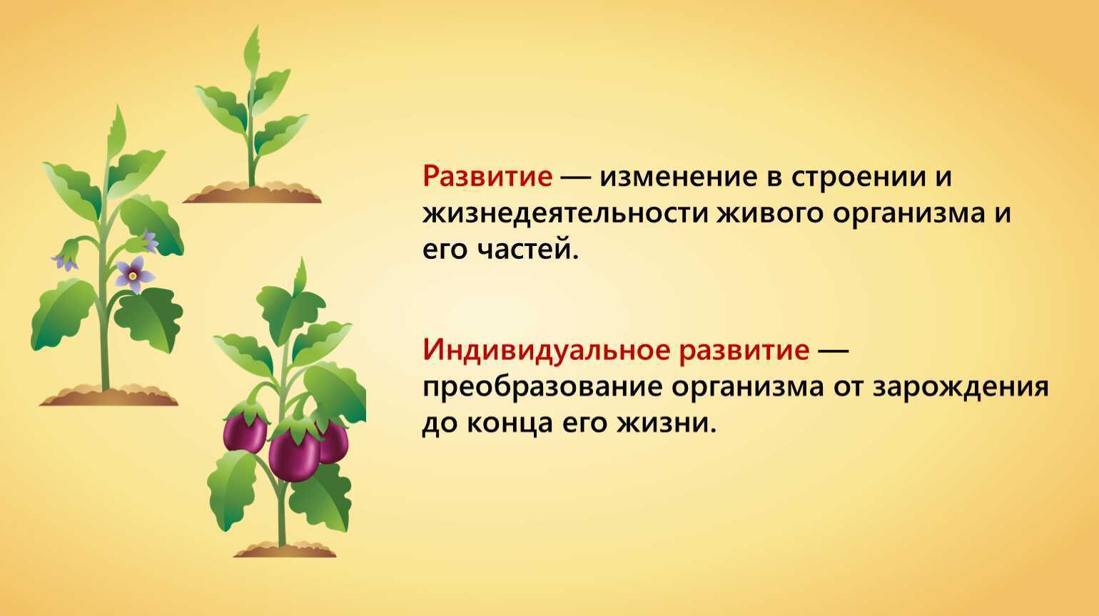 Условия роста и развития растения. главные причины, зачем нужны комнатные растения в доме