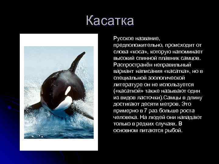 Проект о касатках