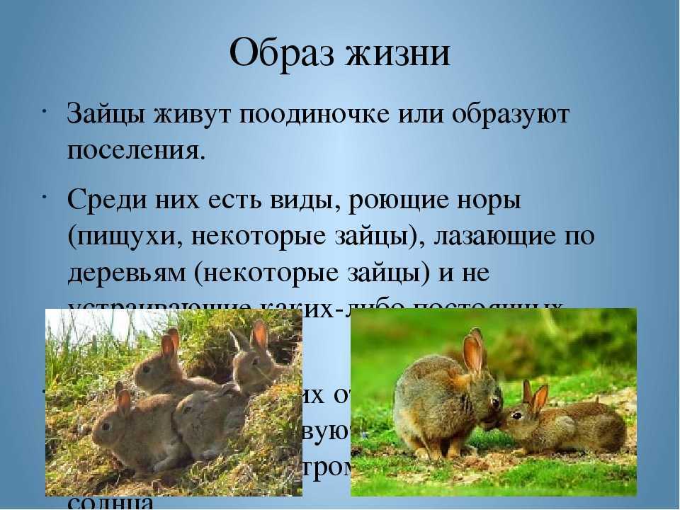 Отряд ⭐️ зайцеобразные: особенности, характеристики, строение и представители отряда