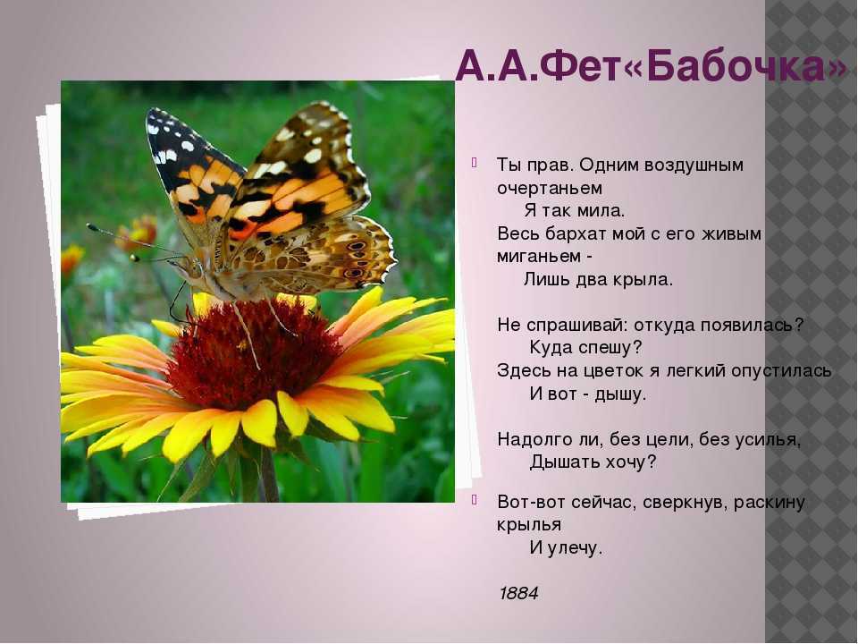 А фет стих "бабочка" 💕 анализ произведения и текст - блог stihirus24