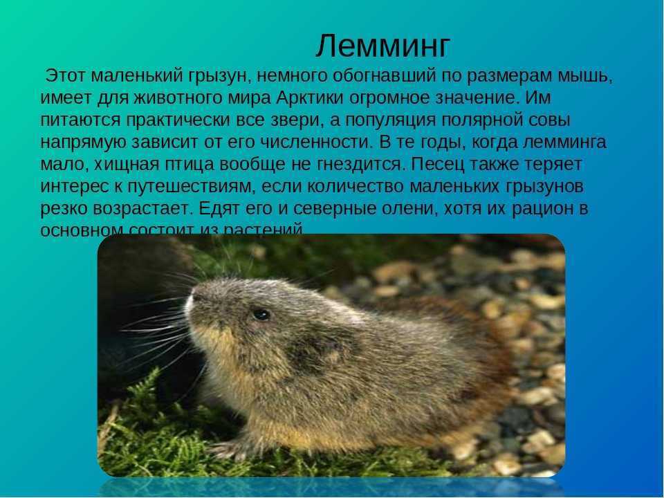 Лемминг животное. описание, особенности, виды, образ жизни и среда обитания лемминга | живность.ру