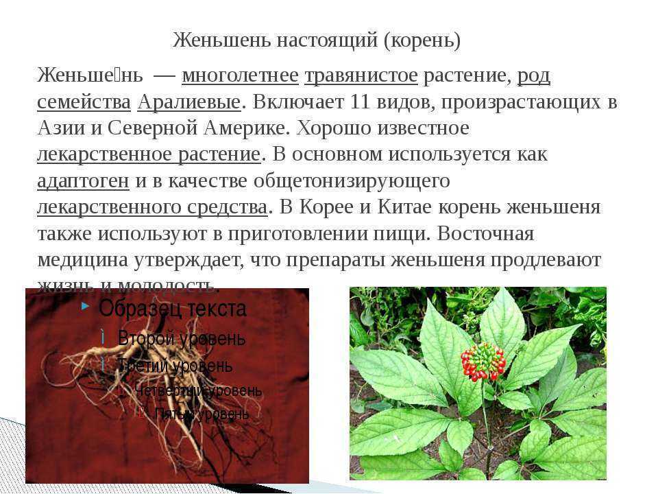 Женьшень: выращивание, свойства и виды