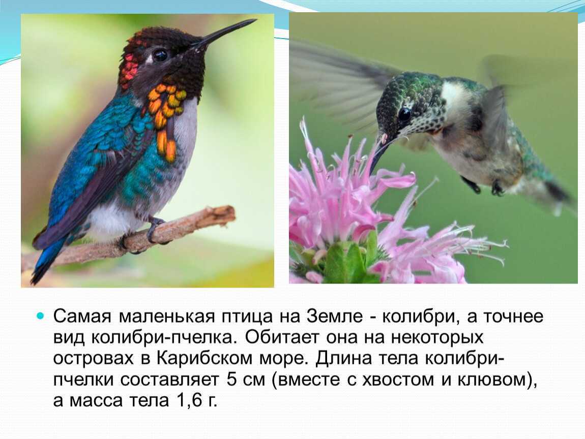 Колибри фото и описание. Самая маленькая птица на земле. Самая маленькая птица в мире Колибри. Колибри фото. Колибри размер.