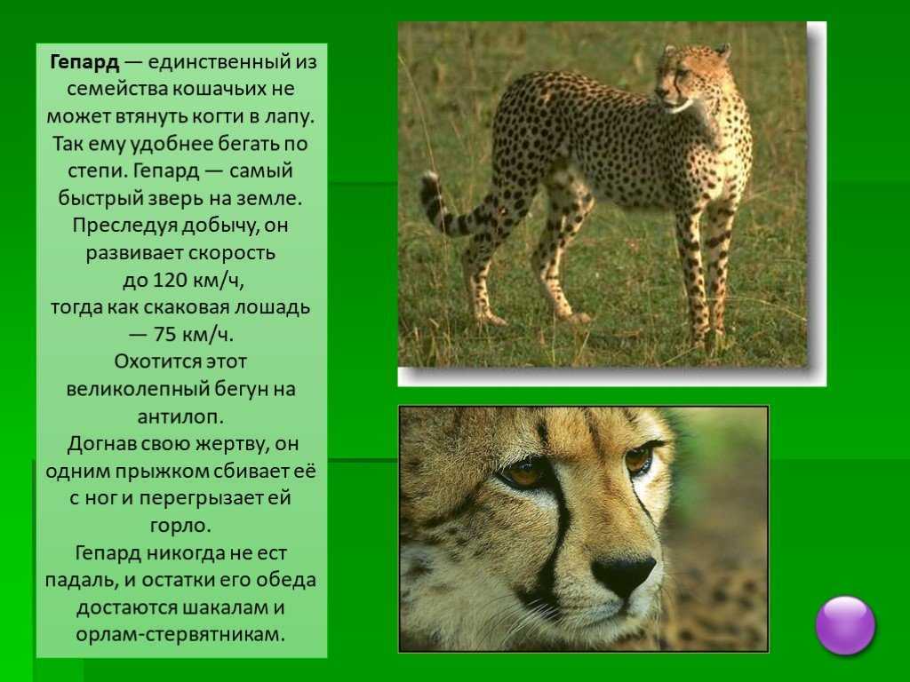 Животные саванны доклад 1 класс окружающий мир. Гепард описание для детей. Доклад о гепарде. Интересное сообщение о гепард. Гепард доклад 1 класс.