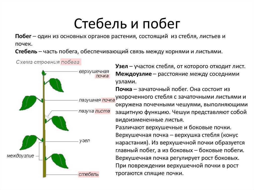 Побег и корень рисунок