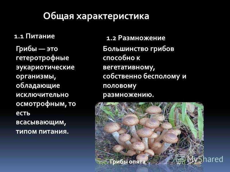 Для грибов характерен рост. Характеристика царства грибы. Характеристика грибов. Грибы характеристика. Общая характеристика грибов размножение.