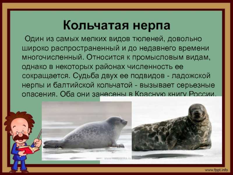 Гренландский тюлень