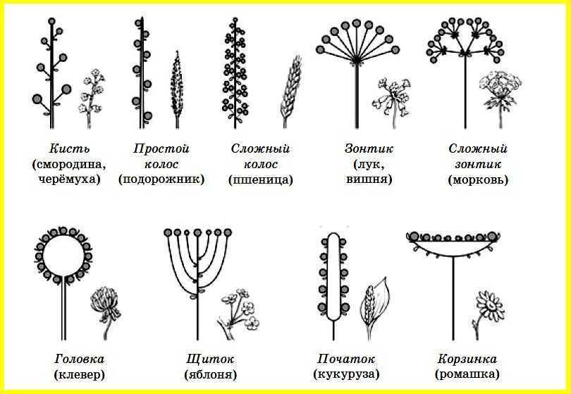 Кистевидная корзинка схема соцветия. Строение соцветия сложный зонтик. Соцветие кистевидная корзинка рисунок. Схема типов соцветий.